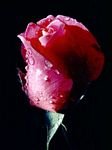 pic for Red Rose with tears